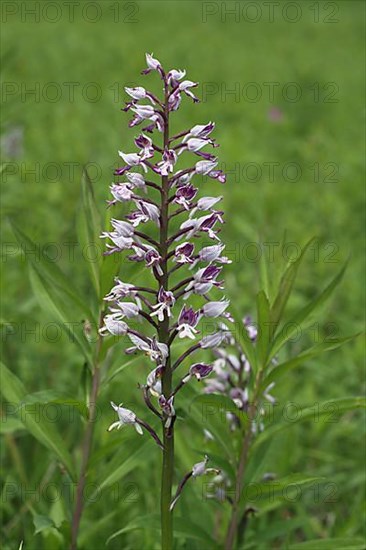 Helm's orchid