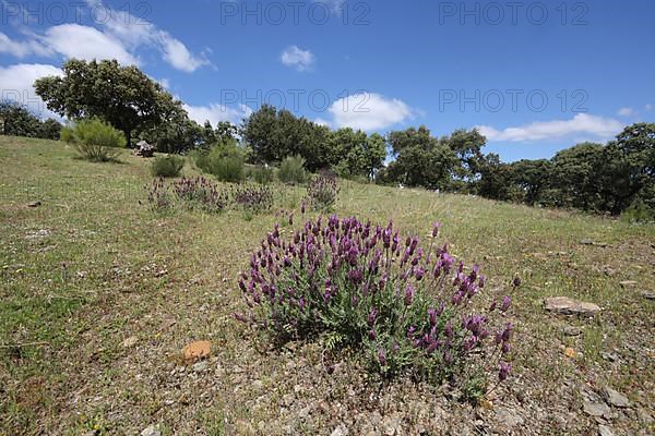 Crested lavender