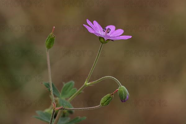 Pyrenean cranesbill