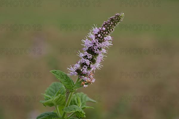 Horse mint