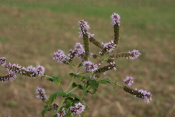 Horse mint