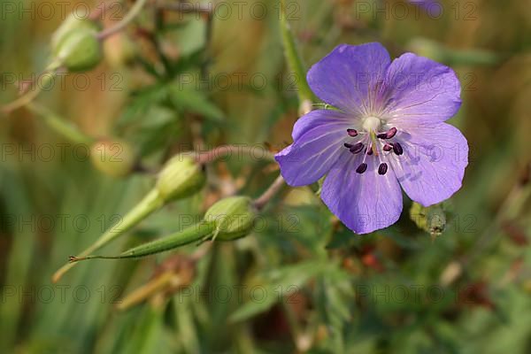 Meadow cranesbill