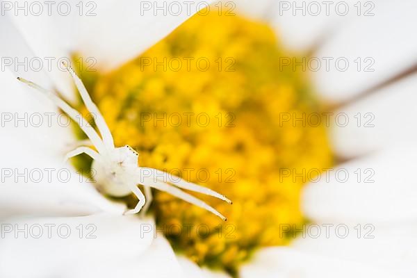 Goldenrod crab spider