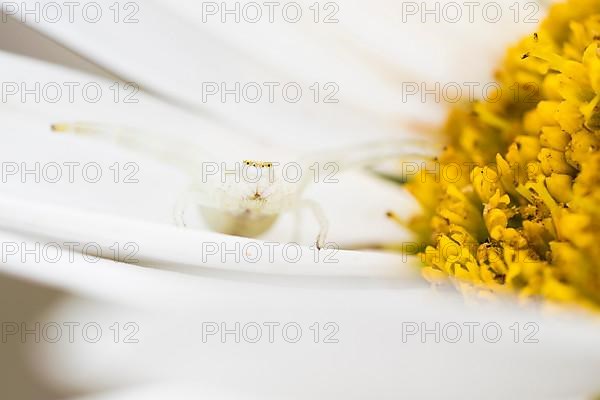 Goldenrod crab spider