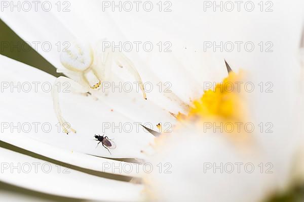 Goldenrod crab spider