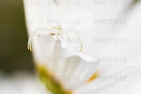 Goldenrod crab spider