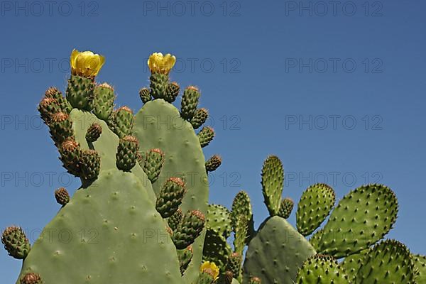 Prickly pear