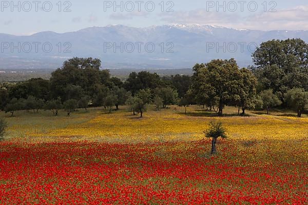Flower meadow and poppy field with view of snow-capped Sierra de Gredos mountains in Serrejon