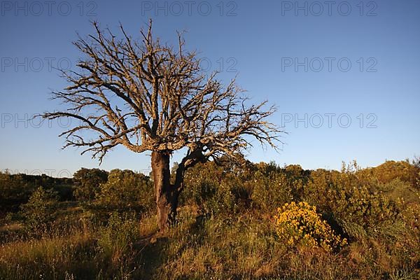 Cork oak