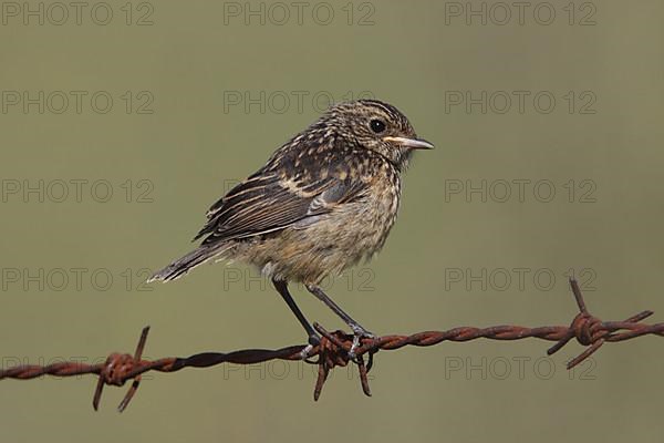 Young african stonechat