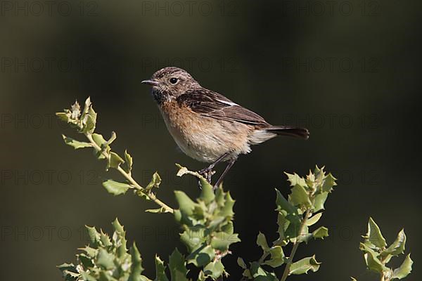 Female african stonechat