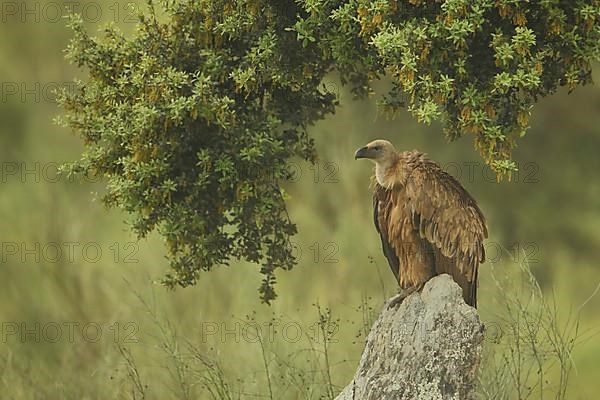 Griffon vulture