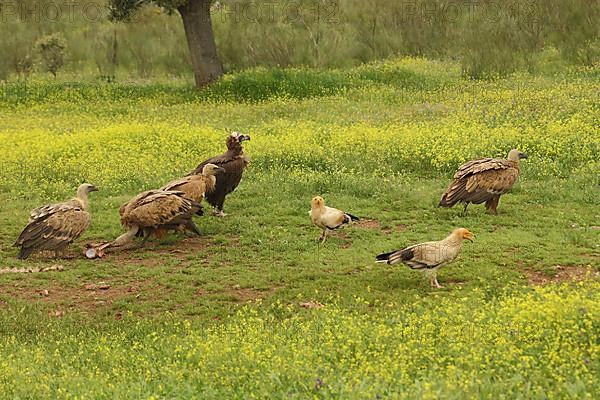 Four griffon vulture