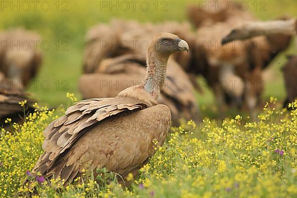 Troop of griffon vulture