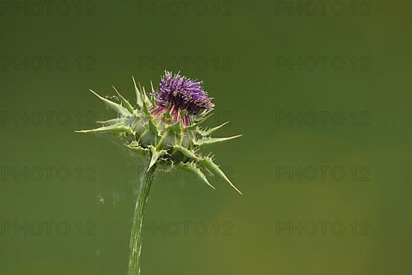 Detail of nodding musk thistle