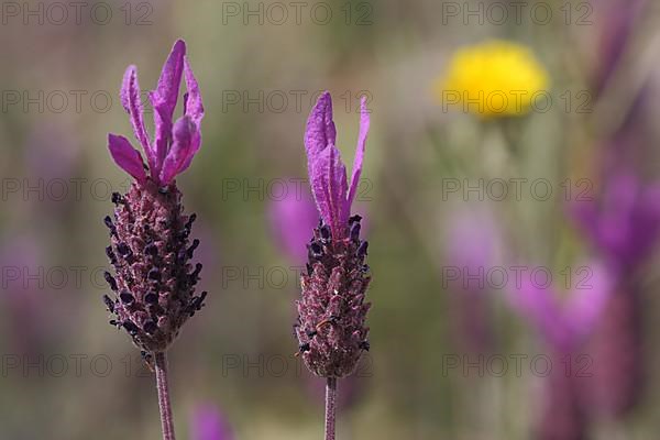 Detail of french lavender