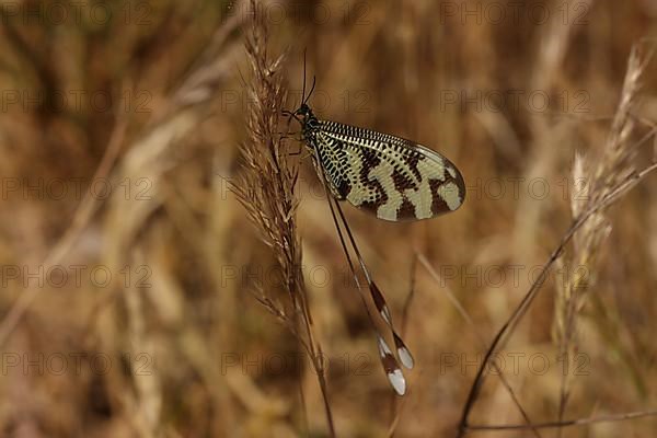 Nemoptera bipennis of the family Fadenhafte