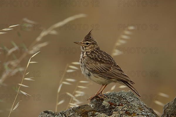 Skylark