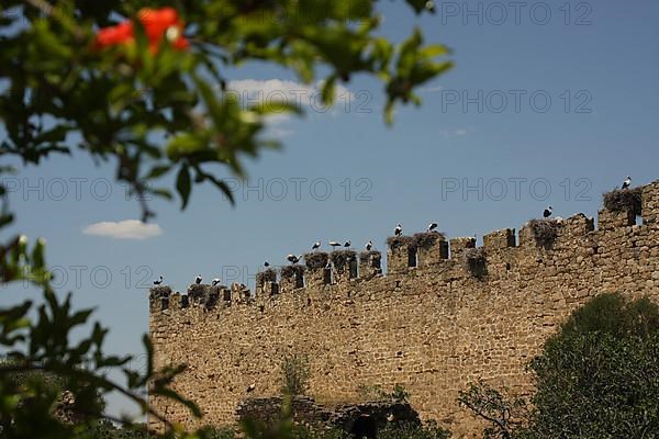 Breeding colony with white storks