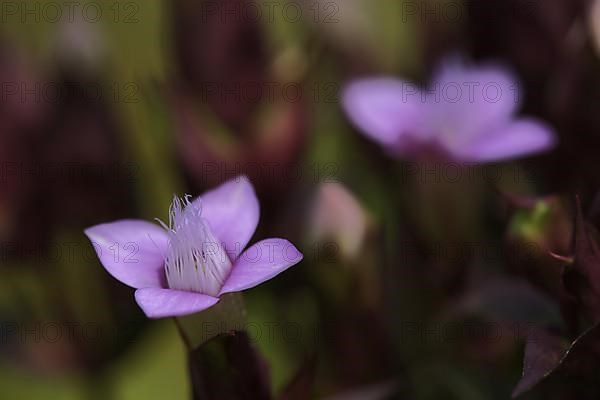 Field Gentian