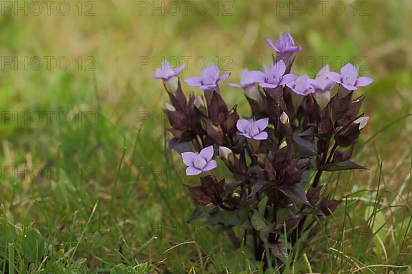 Field Gentian