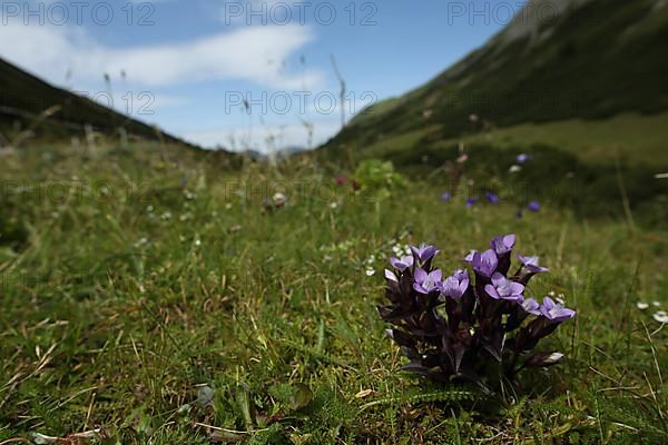 Field Gentian