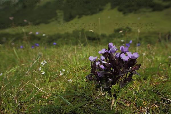 Field Gentian