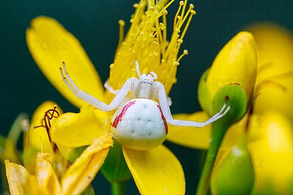 Goldenrod crab spider