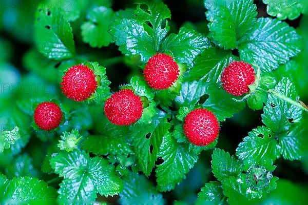 Forest strawberry