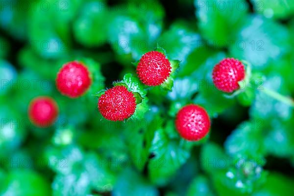 Forest strawberry