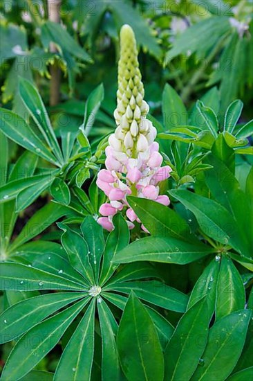 Lupins