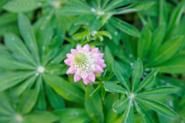 Lupins