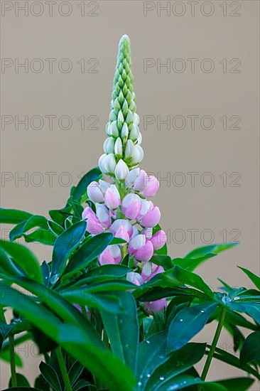 Lupins