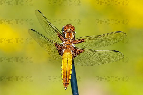 Broad-bodied chaser