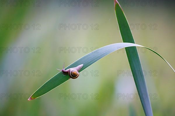 Grove snail