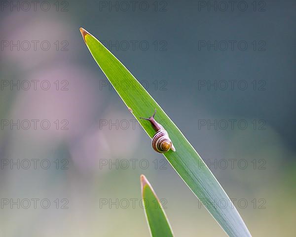 Grove snail