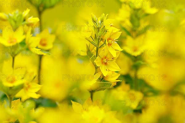 Spotted loosestrife