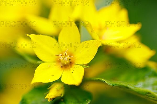 Spotted loosestrife