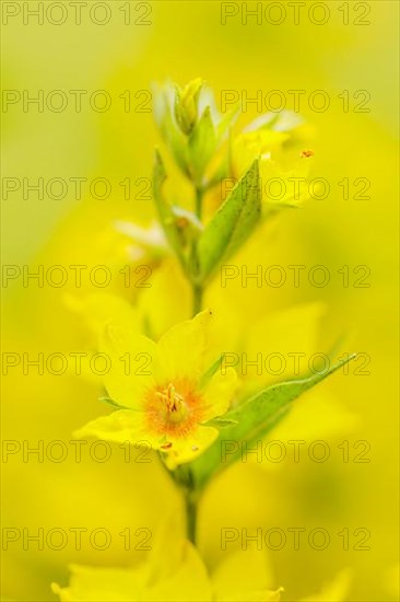 Spotted loosestrife