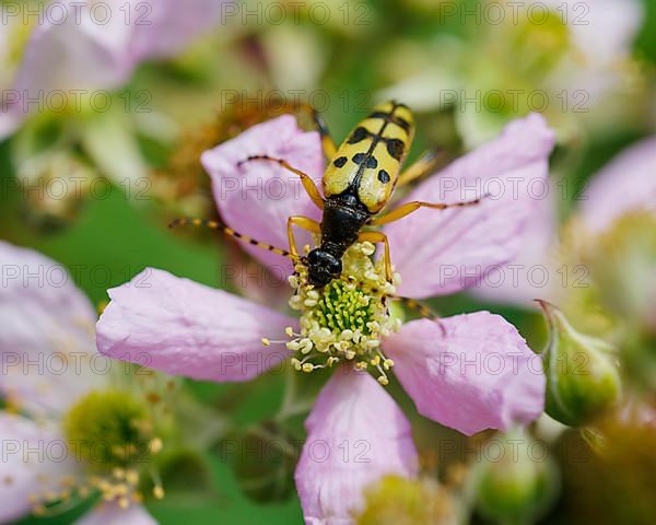 spotted longhorn