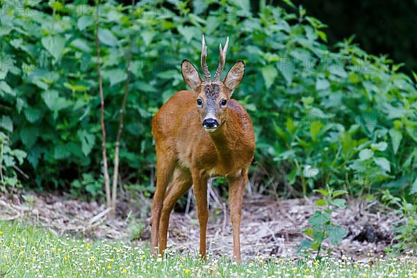 European roe deer