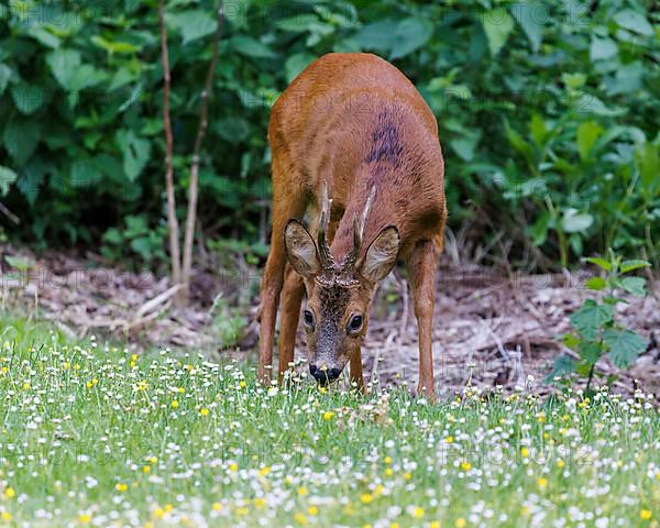 European roe deer