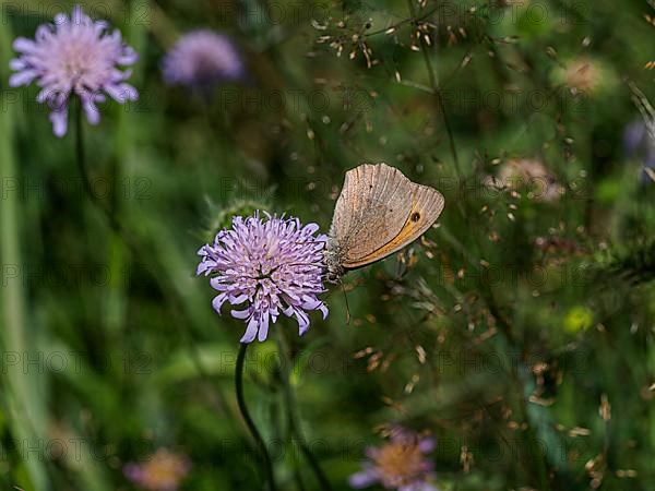 Flower meadow