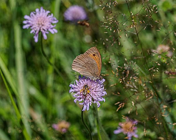 Flower meadow