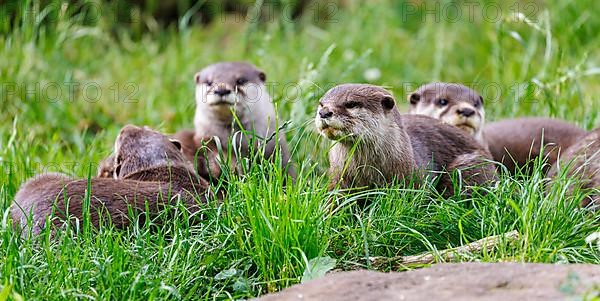 Dwarf otter