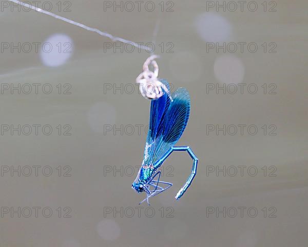 Banded demoiselle