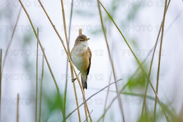 Reed-Warbler