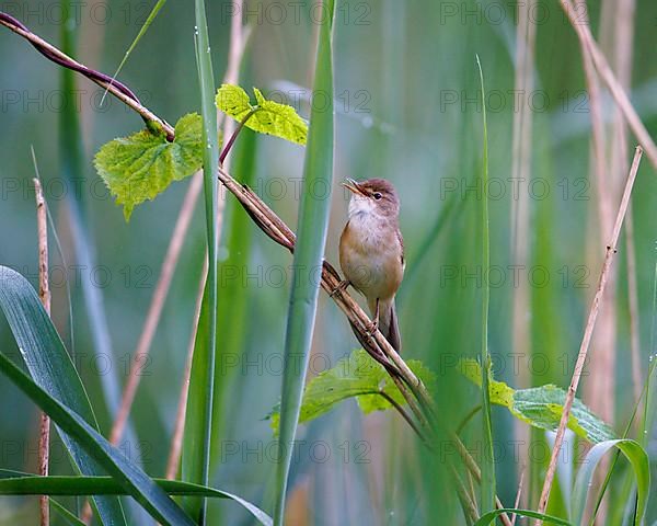 Reed-Warbler