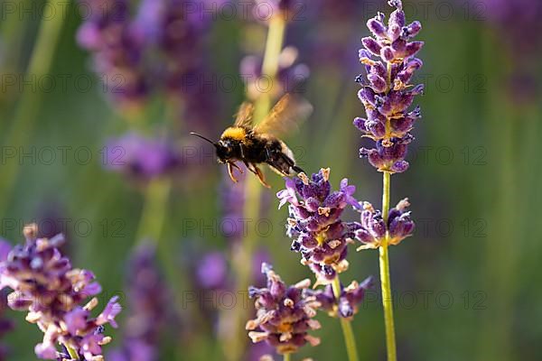 Dark earth bumblebee