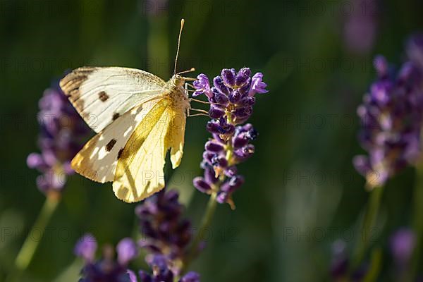 Green-veined white